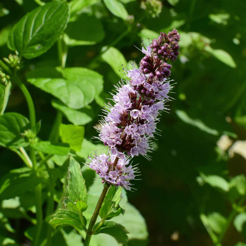 Patchouli Essential Oil