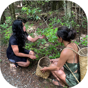 image of natural herbs harvesting