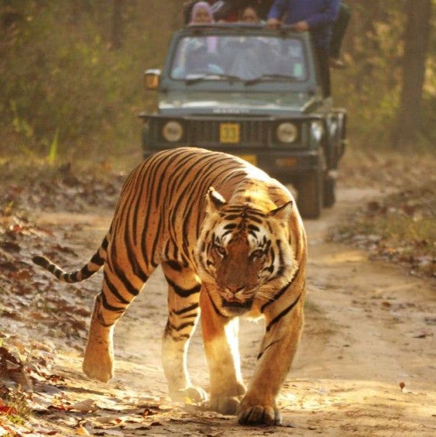 Kheoni was born out of a need to plant and sustain a forest