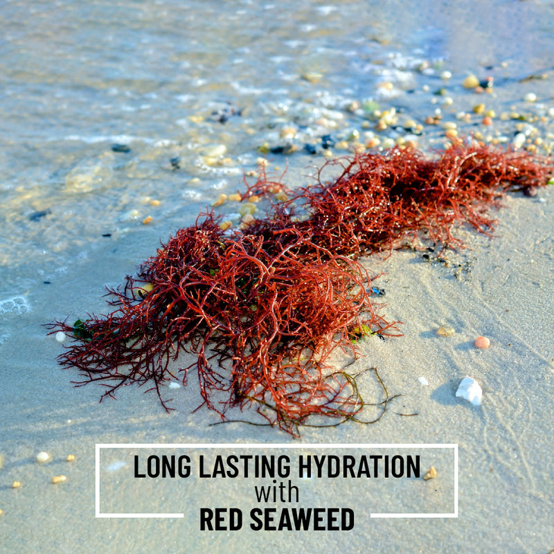 image showing red seaweed long lasting hydration