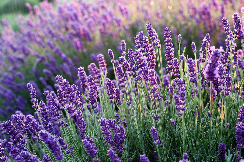 image of lavender flower