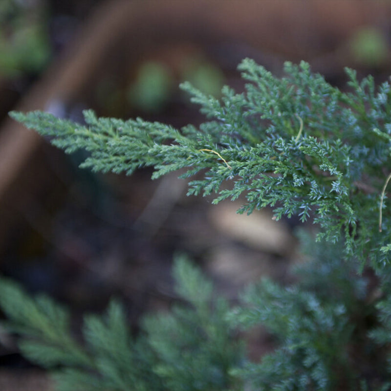 Juniper Leaf Hydrosol